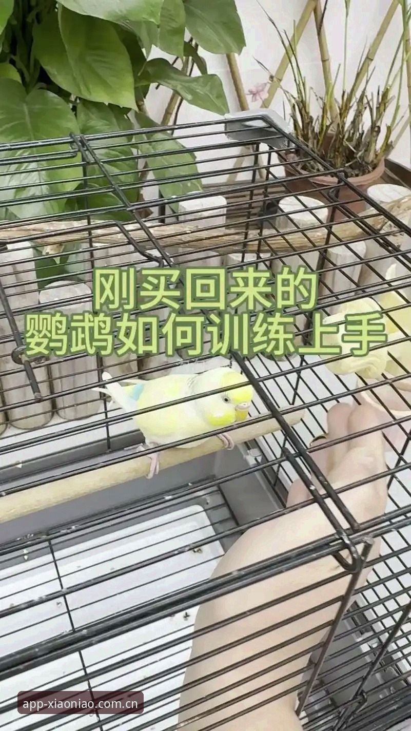 小鸟体育使用教程全面评测：从新手到高手的实操指南